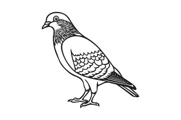 Detailed line drawing of a pigeon standing on its feet
