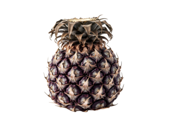 Macro shot of a withered, deep mottled purple pineapple with shriveled, coarse texture and sparse dark leaves, isolated on white. Concept of natural transformation