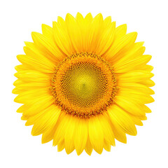 Close-up of a vibrant yellow sunflower, with detailed petals and a central disc