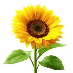 Obraz premium Vibrant sunflower, bright yellow petals surrounding dark brown center, green leaves on stem