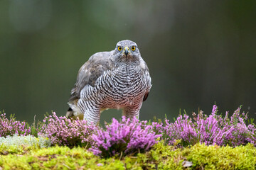 Northern goshawk in the forest landscape
