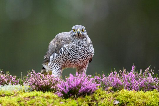 Northern goshawk in the forest landscape