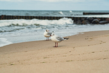 Two seagulls stand on the sandy beach while gentle waves roll ashore. The serene atmosphere captures the beauty of nature during the evening.