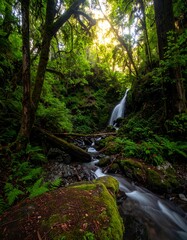 Lush waterfall cascading through a dense forest