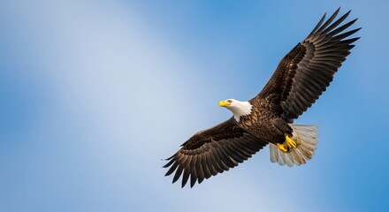 Bald eagle soaring gracefully against a bright blue sky on a sunny afternoon in a natural habitat