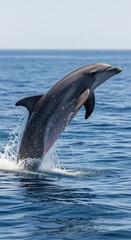 Fototapeta premium Dolphin leaps gracefully above calm ocean waters under clear blue skies