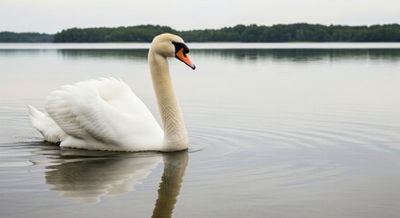 Obraz premium Elegant swan gliding across calm water with reflected scenery in serene natural setting