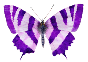 Vibrant purple and white striped butterfly, isolated on black