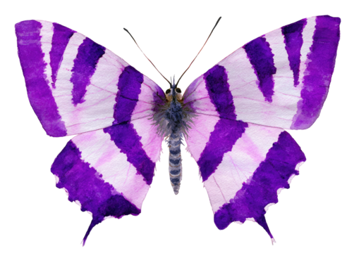 Vibrant purple and white striped butterfly, isolated on black