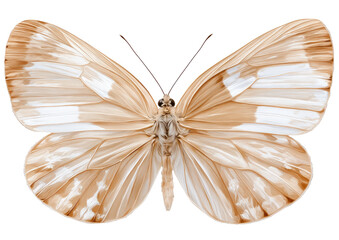 Close-up of a light beige butterfly with white markings
