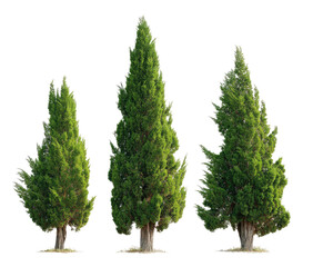 Three evergreen trees of varying sizes, sharply defined against a black background
