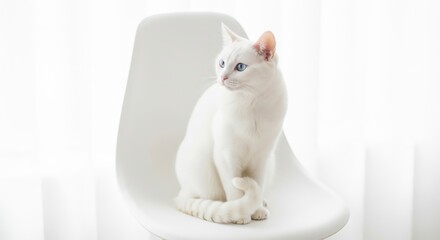 White cat resting on a modern chair in a bright, minimalist room with natural light coming through sheer curtains