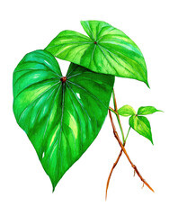 Detailed illustration of two large, heart-shaped leaves of a tropical plant, vibrant green with highlighted veins