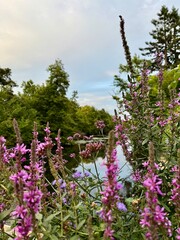 view of purple wildflowers in front of a river on a summer day
