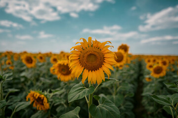 Fototapeta premium Bright yellow sunflower field under a blue sky with white clouds nature