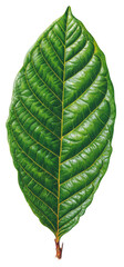 Detailed image of a vibrant green leaf with prominent veins