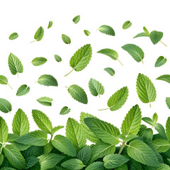 Falling Green Leaves Background, Fresh Herbal Nature Design