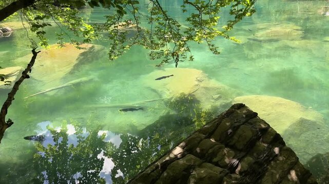 Crystal-clear Blausee lake in Switzerland, where the water is so transparent you can see fish swimming below. Pristine alpine nature, peaceful atmosphere, and stunning natural beauty. Kandergrund 