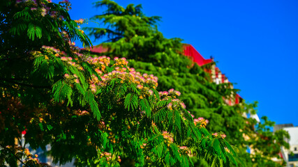Mimosa Albizia (Fabaceae) in bloom, Batumi