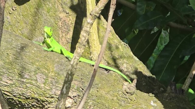 An iguana sat on the tree trunk and moved occasionally. 