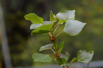 Populus nigra var. italica, called Yangbeodeul in Korea, is a European poplar growing up to 40m. It...