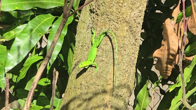 A lazy green iguana lies on its stomach on the trunk of a tree.  