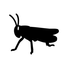 Detailed monochrome silhouette of a grasshopper standing on a white background