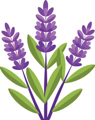 lilac flowers isolated on white background