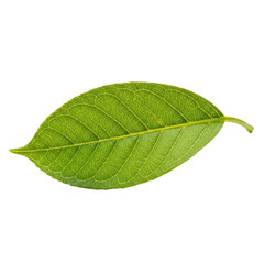 Obraz premium Single green leaf isolated on transparent background transparent background