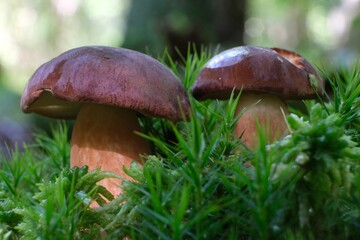 Two young mushrooms Imleria badia (bay bolete) in green moss in forest.