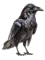 Fototapeta premium Majestic raven portrait captured in stunning detail, showcasing dark feathers and piercing gaze for design needs