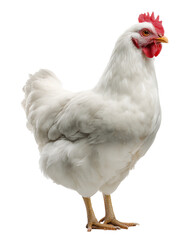 A white chicken stands on a white background