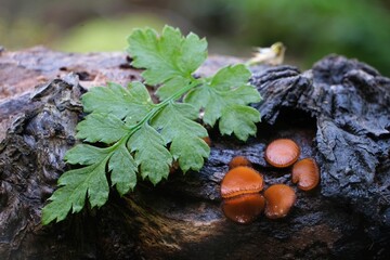 Amazing forest little mushrooms - Scutellinia scutellata