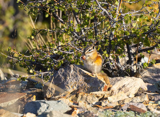 Chipmunk Snacking