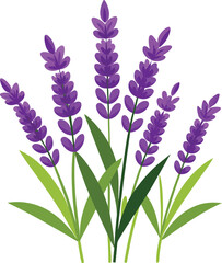 Fototapeta premium bouquet of lavender flowers