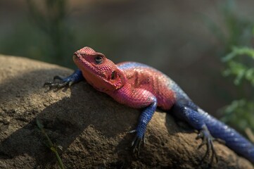 Vibrant lizard basking on a rock.