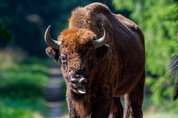 Wisente auf Bornholm