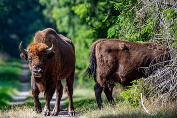Wisente auf Bornholm
