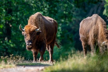 Wisente auf Bornholm