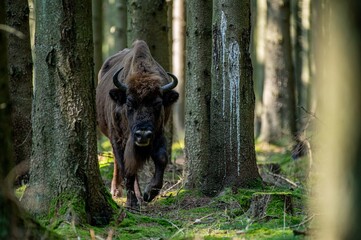 Wisente auf Bornholm
