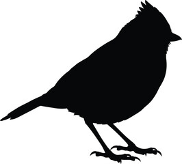 Silhouette of a small crested bird perched elegantly on its legs vector