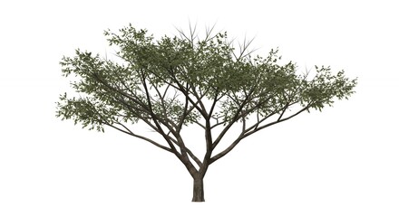 Fototapeta premium Single tree isolated on white background