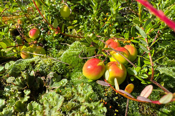 Fresh ripe cranberries with green leaves on mossy ground in summer garden, organic harvest and natural texture concept