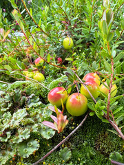 Bright cranberries ripening among green leaves and soft moss in summer garden, fresh organic fruit and natural wild harvest