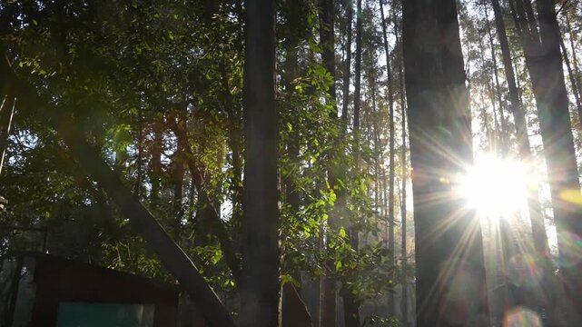 Sunlight piercing through forest canopy creating dappled light patterns among tall trees