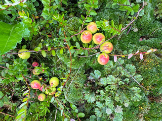 Fresh ripe cranberries with green leaves on mossy ground in summer garden, organic harvest and natural texture concept