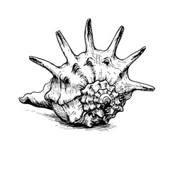 Obraz premium Vintage sketch of a conch shell with detailed spines and texture 