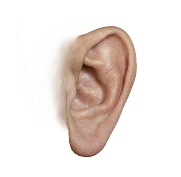 Close-Up Isolated Human Ear PNG with Transparent Background &ndash; senior man Hearing and Anatomy Detail
