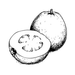 Vintage sketch of guava fruit sliced and whole on a white background  
