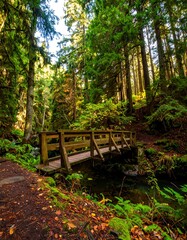 Lush forest scene with wooden bridge over a stream